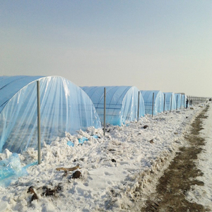 75% Light Diffusion Greenhouse Film for Blueberry