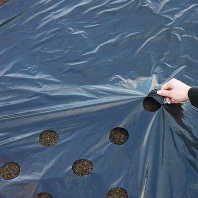 Plastic Mulch Film